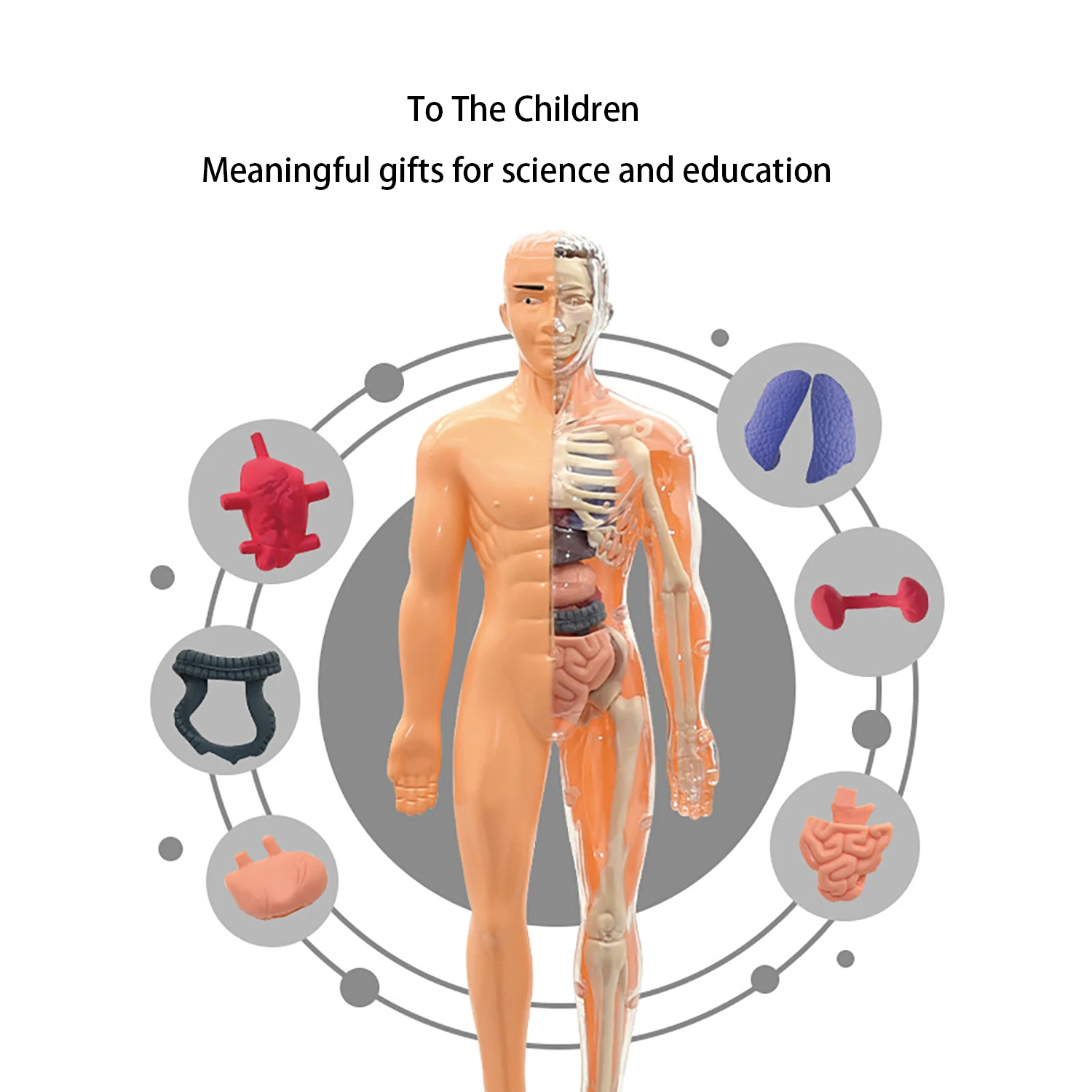 نموذج جسم الإنسان، لعبة الأطفال، الجذعية، العلوم والتعليم المعرفي، تجميع أجهزة الألغاز، لعبة الهيكل العظمي