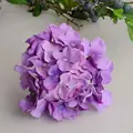 Púrpura