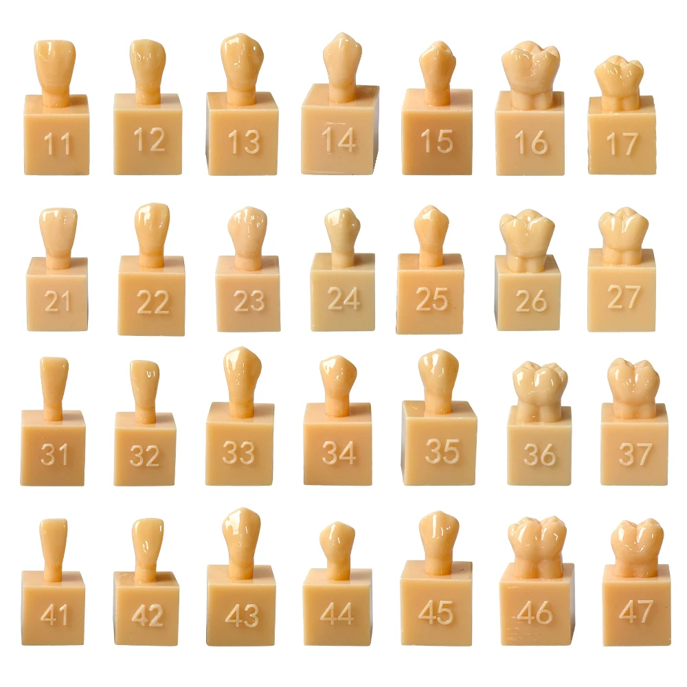 28pcs/set Dentist Tooth Carving Model For Practice Training Adult Permanent Teeth Carved Comparison Model Teeth Teaching Model