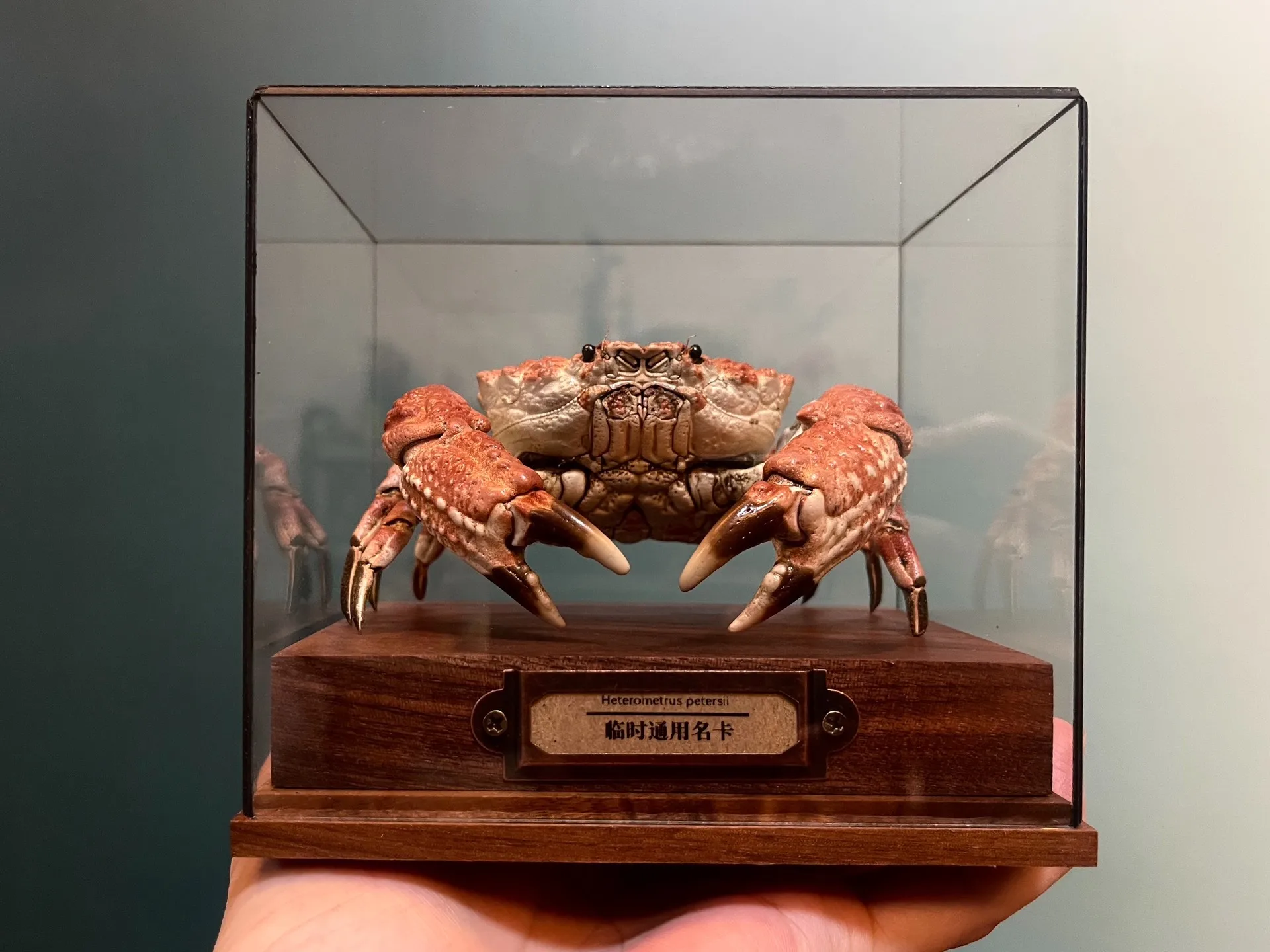 

Demania Baccalipes Real Crab Specimen Special Handicrafts Collectors Home Decor Ornament Desk Decoration Customized