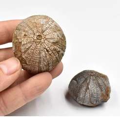 Natural imported echinoderms of sea urchins are popular science teaching specimens of Cretaceous paleontological fossils 1pc