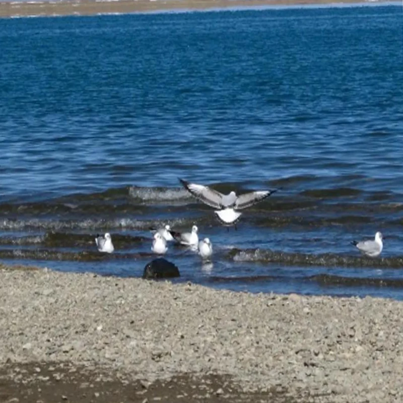 JX Servo PDI-4503HB Engranaje Plástico 120 °   Servo de torsión grande estándar Digital de 330Hz para accesorios de Robot de coche tanque de Dron de helicóptero