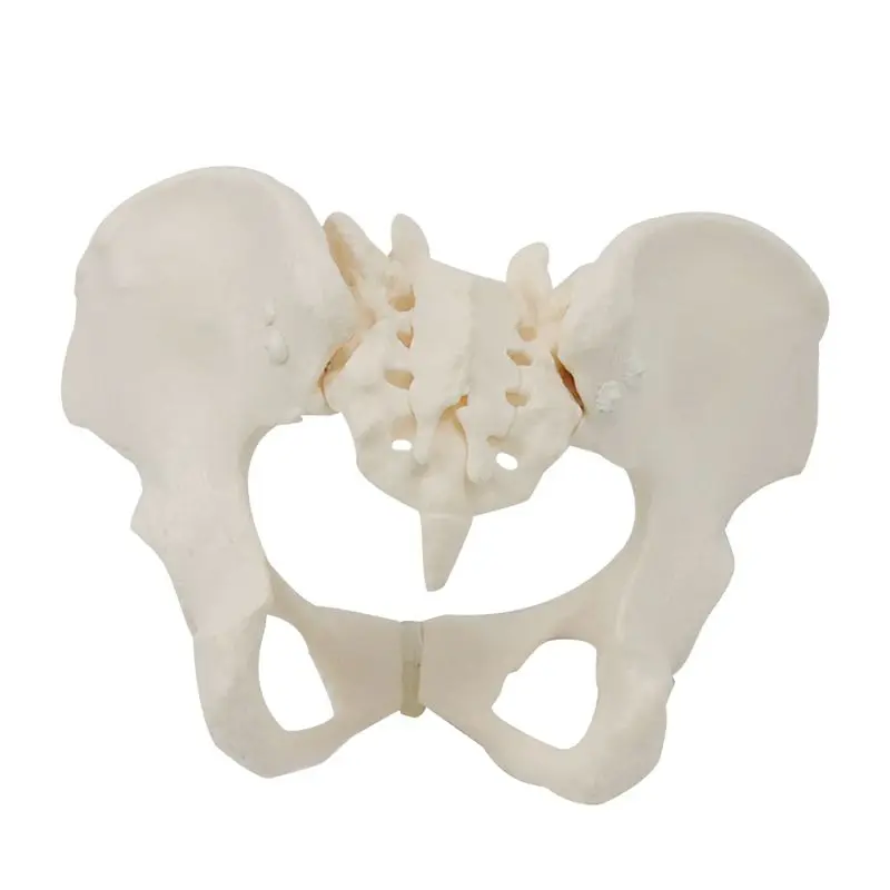 BHBL 1:1 Female Pelvis Model,Life Size Female Pelvic Skeleton Model, Anatomy Model for Science Education