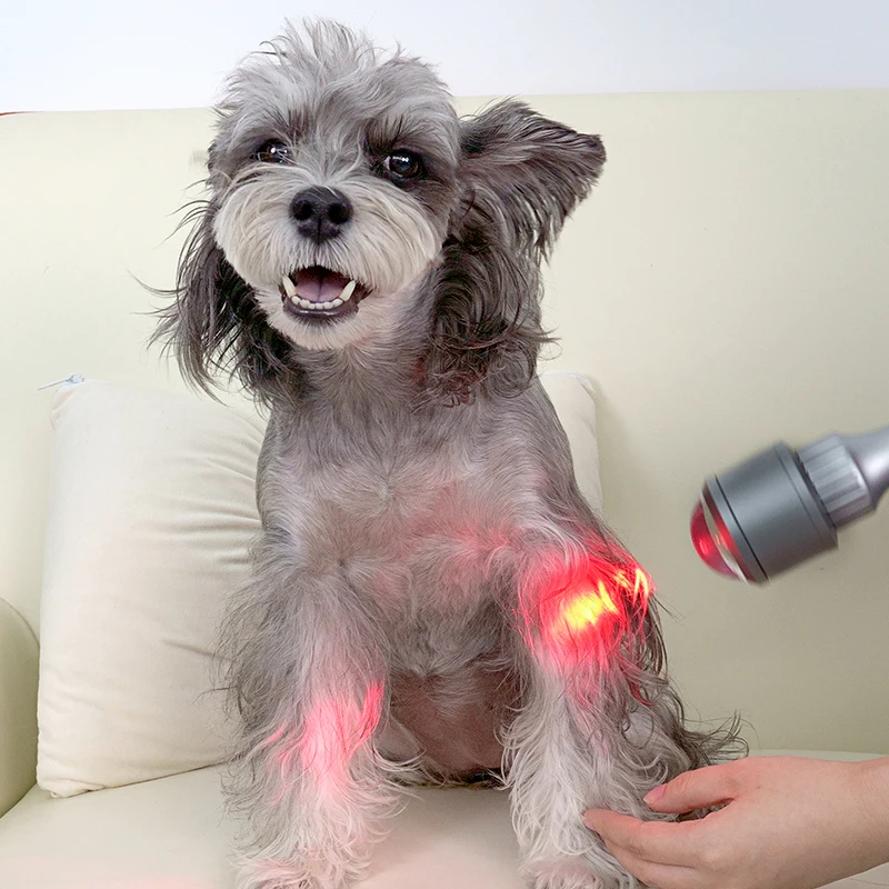 

Physiotherapy Laser Pain Management Laser Therapy Device 810nm 980nm For Veterinary Treatment