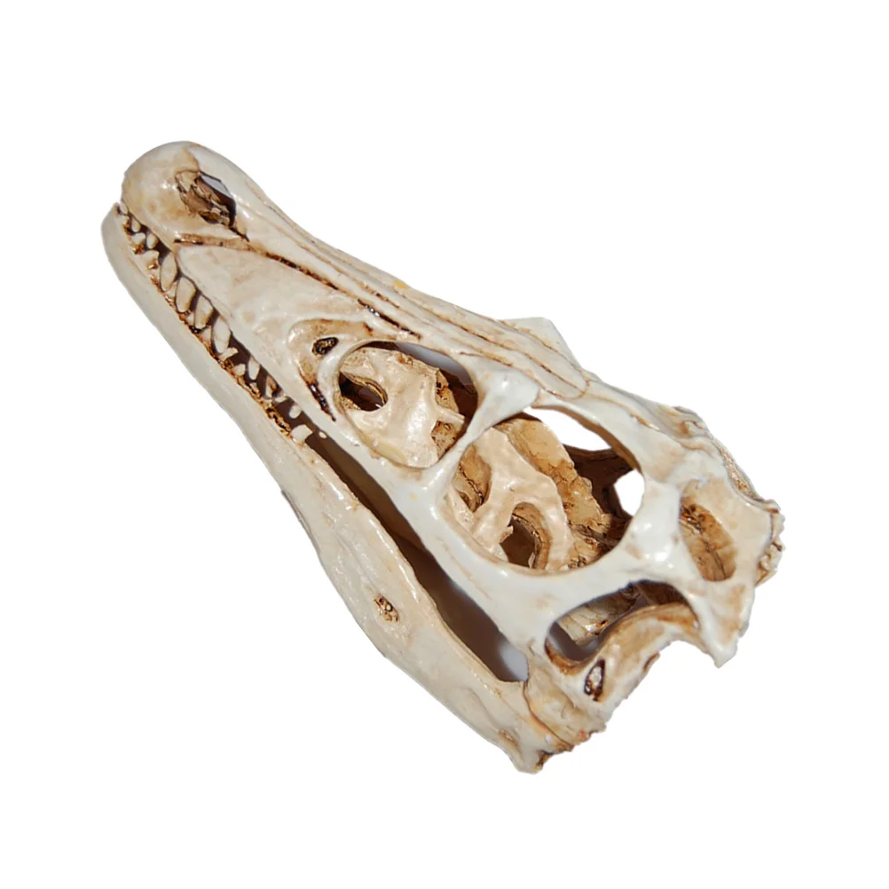 

Realistic Dinosaur Skull Resin Bone Structure Natural Finish Educational Prop for Kids Geology Enthusiasts Home Office