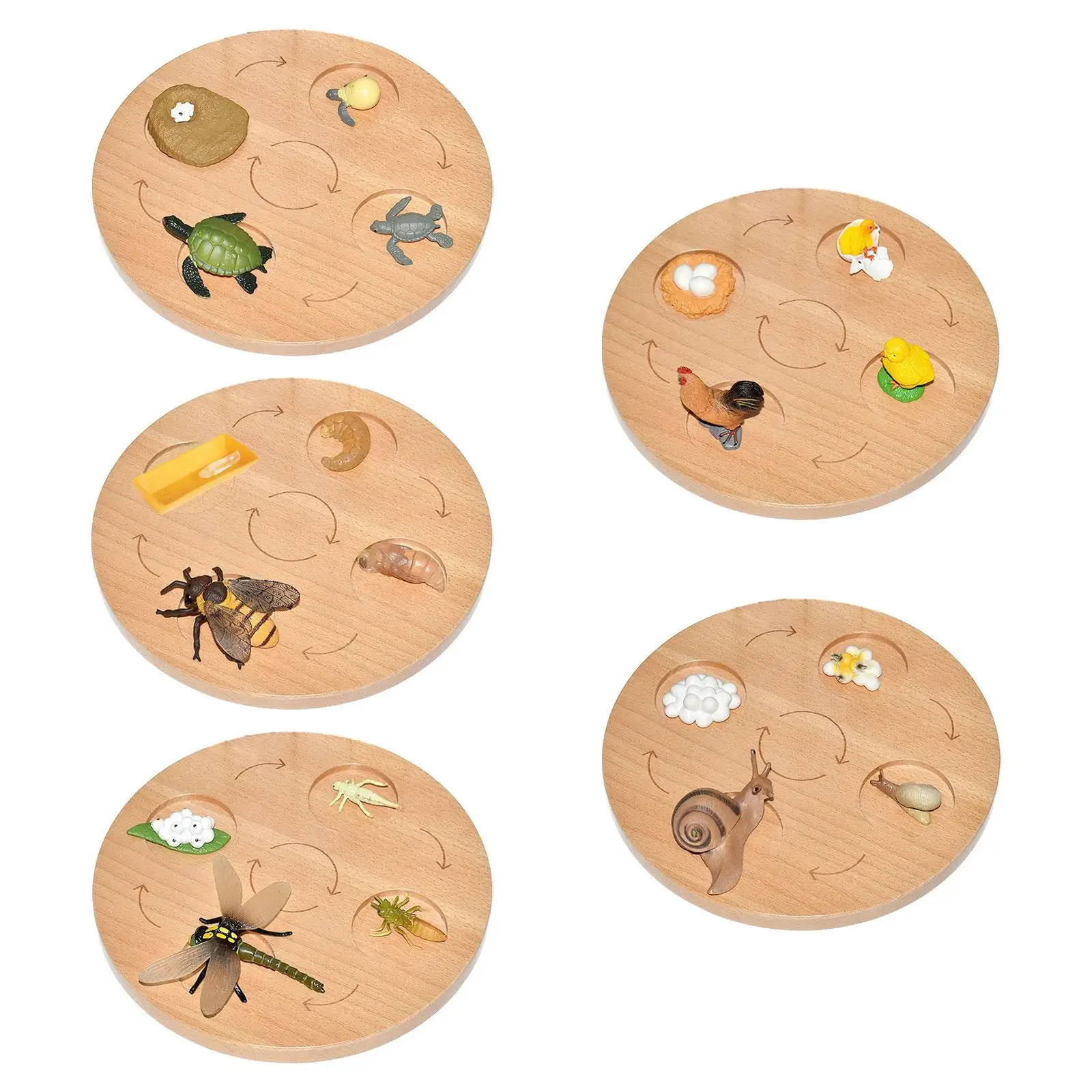 Life Cycle Board Educational Biology Birthday Gifts Puzzle Montessori Toys