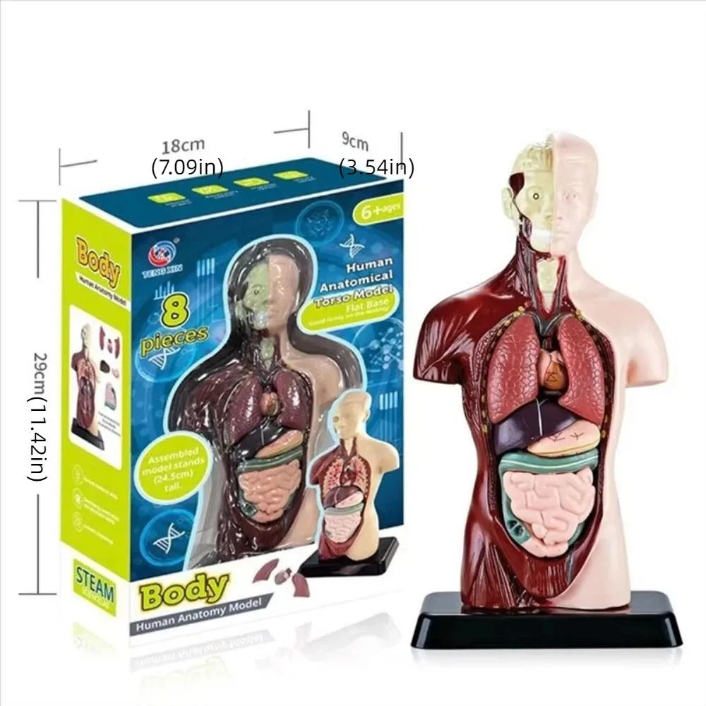 Kunststoff Menschlicher Torso Anatomie Modell DIY Mannequin Bau Menschlicher Körper Pädagogische Prop Montessori 3D Skelett Modell
