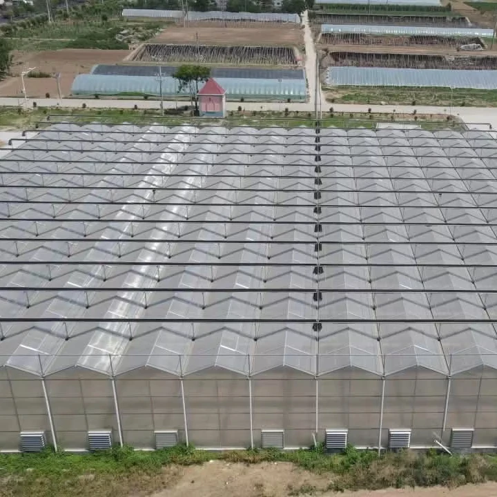 

Customized greenhouseDurable Polycarbonate Hydroponic Greenhouse with UV Protection & Multi-Span Design for Efficient Plant Grow