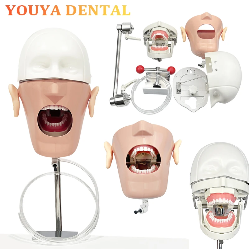 Dental Head Simulation Training Head Model with Shoulder Clamp Table Dental Laboratory Training Demonstration Teaching