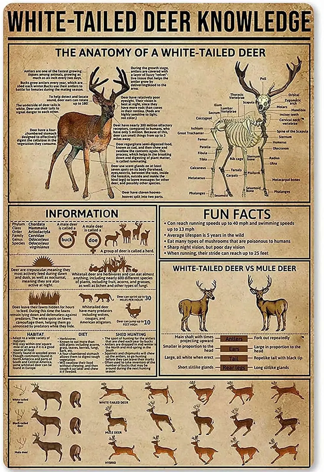 

Retro White-Tailed Deer Knowledge Metal Tin Sign Vintage Coffee Wall Coffee Bar Decor 12x18 Inch Tin Sign Wall Decoration