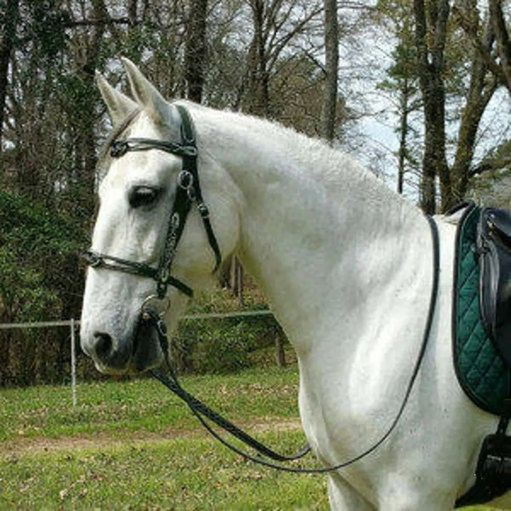 Collier de cheval en cuir PU, licou de bride, protection confortable, rêne de cheval, structure en métal SFP, durable