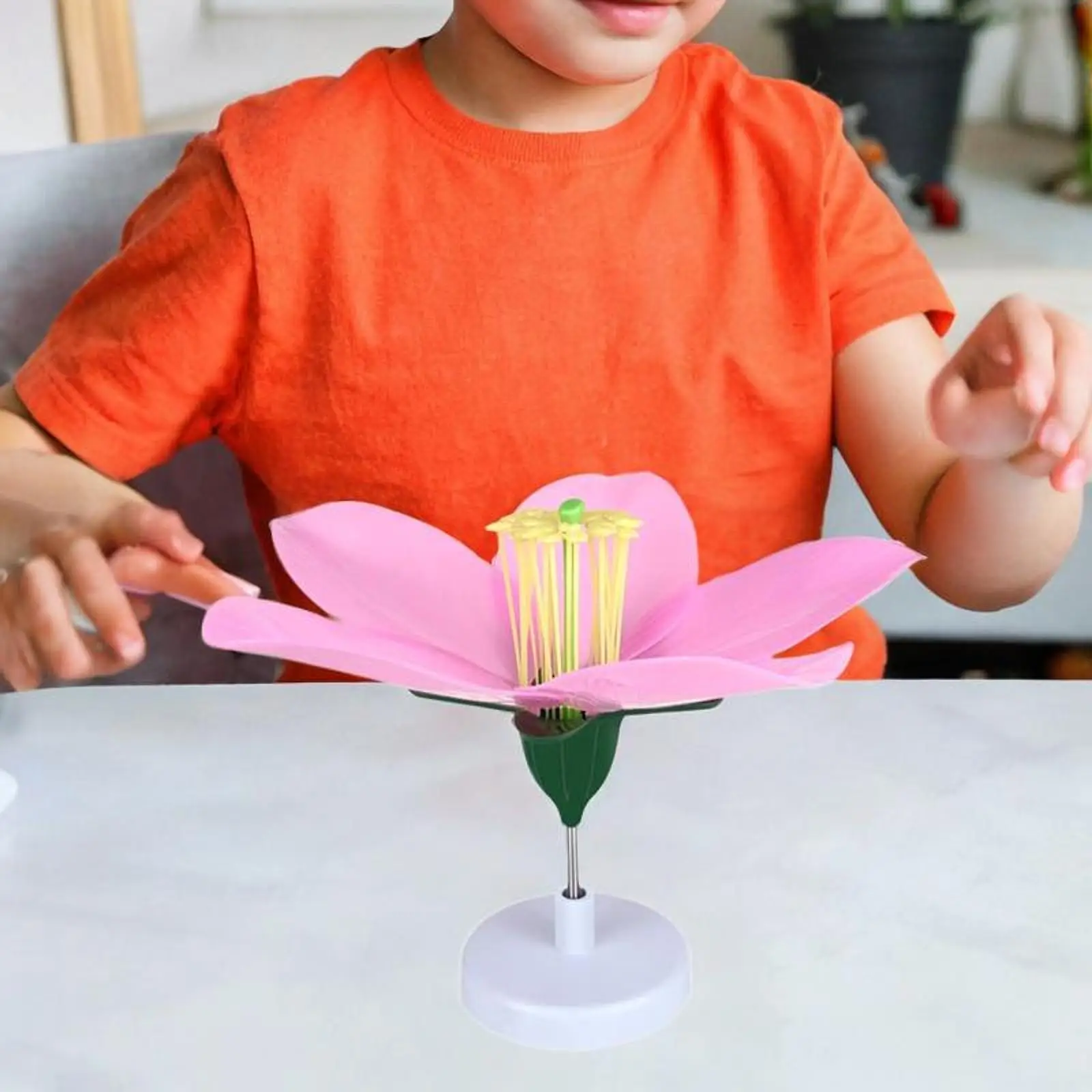 

Модель биологии цветущего персика, съемные учебные пособия, научное обучение