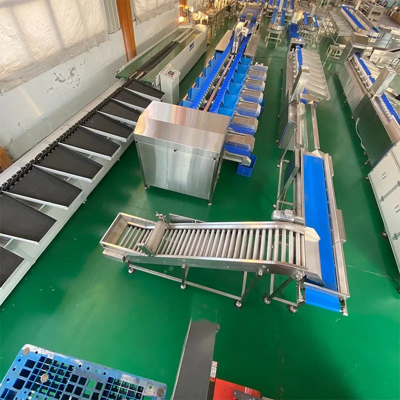 Farm Egg Sorting Machine Auto Weighing Egg Grader for Classify Fresh Chicken Duck Goose Eggs Quickly