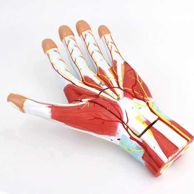 Human Hand Muscle Nerve Blood Vessel Anatomy Model Life Size Detachable 3 Parts Hand Model Medical Science Teaching Tool