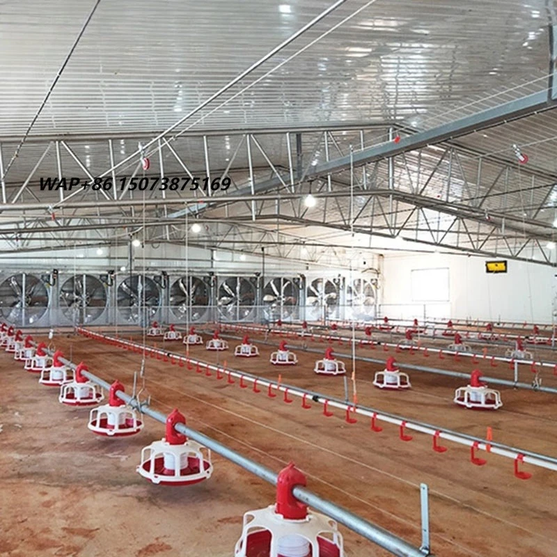 10000 Poultry Chicken Houses Automatic Broiler Feeding Pan Line System 5000 Chickens Farm Breeding Equipment Feed Machine for