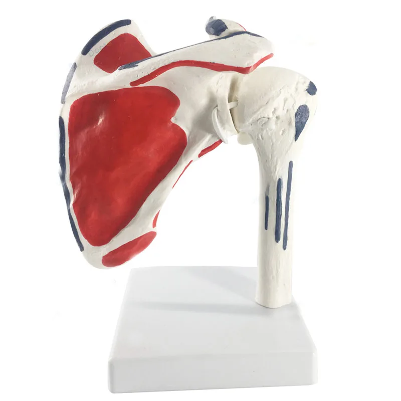 Human Shoulder Joint Anatomy Model Medical Science Teaching Resources Dropshipping