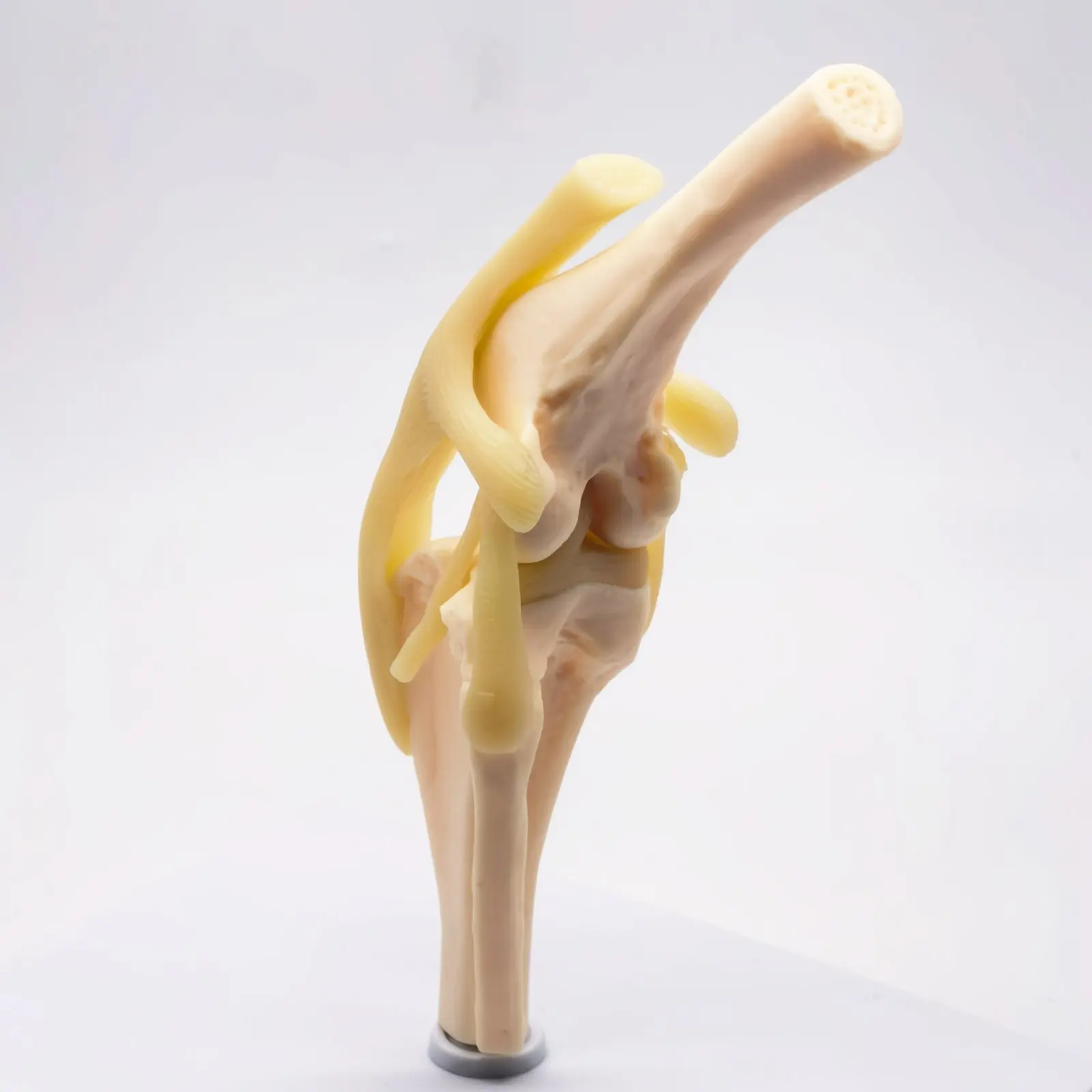 Dog knee Canine Joint model Medical Veterinary Teaching Research Skeleton Animal Teaching Training Aid Education