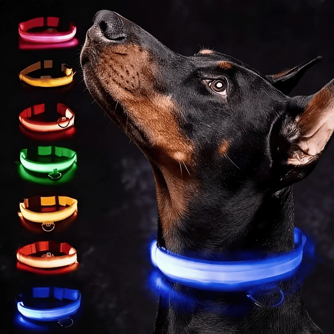 #60 Best Dog Collars to Buy In 2026