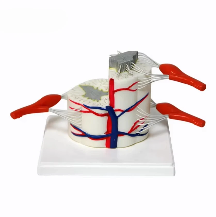 Spine Model Human Biology Teaching Demonstration Model Anatomical Spinal Cord and Partial Spine Model