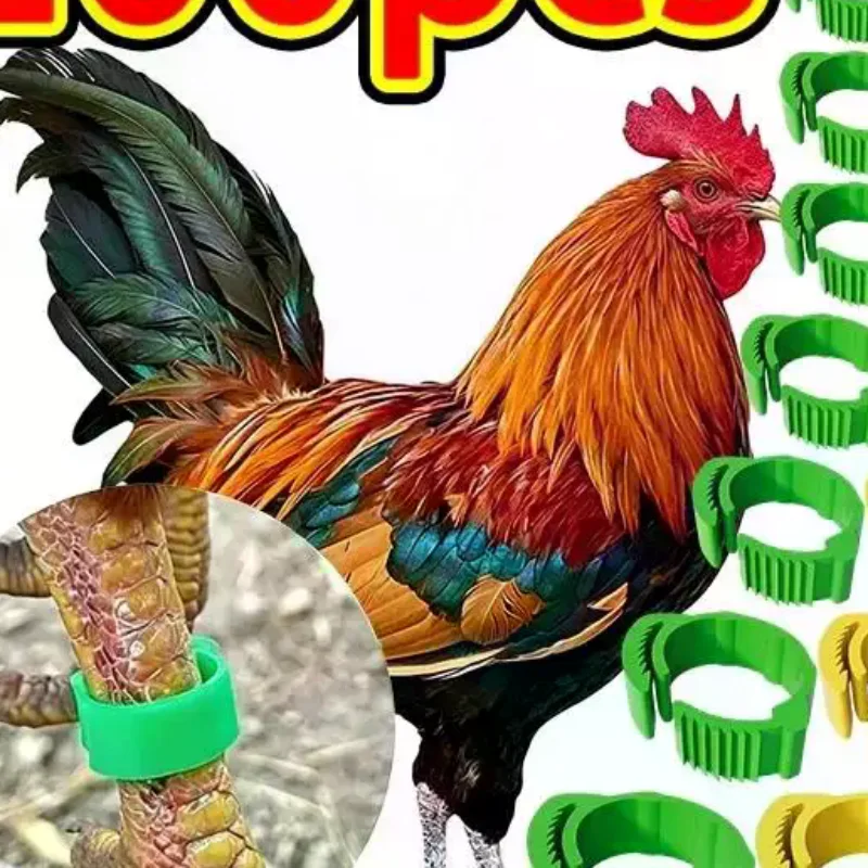 Adjustable Chicken Leg Identification Rings 100 Pcs Non Toxic No Number Buckle for Farm Poultry Duck Goose Feeding