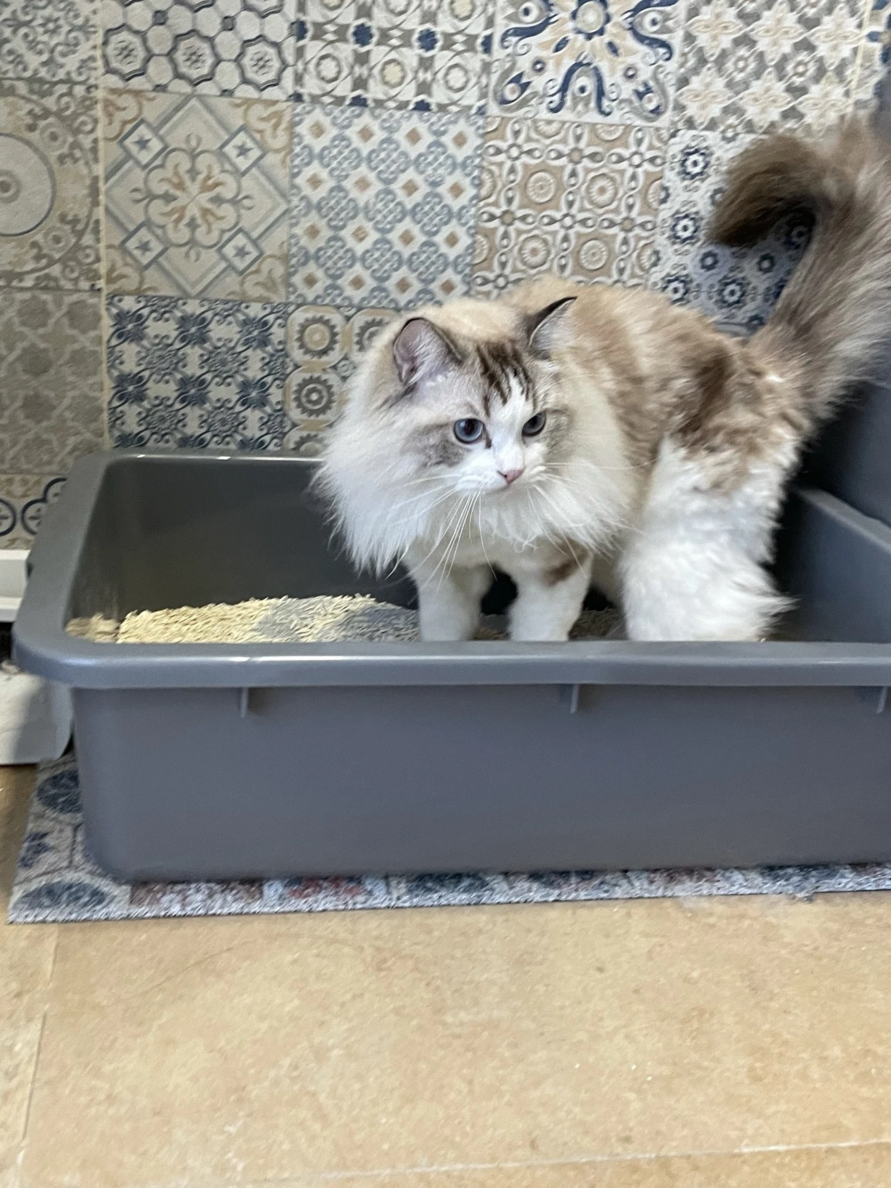 Extra Large Extende…