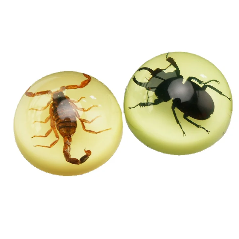 

Real insect specimens luminous resin spider bumble bee beetle beetle hemisphere decoration holiday gift home decoration