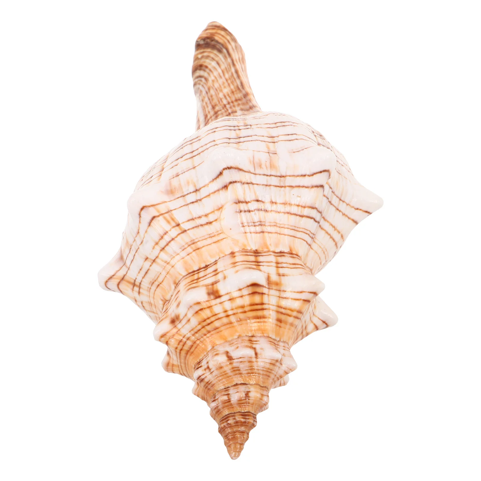 

Natural Conch Shell Ocean-Themed Beach Seashell Coastal Home Ornament Fish Tank Decoration Aquarium Decor Vase Filler