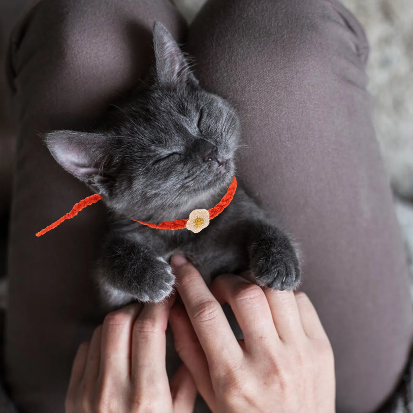 10 Collares de Lana Premium para Mascotas Recién Nacidas, Collares de Identificación Cómodos y Suaves para Cachorros, Gatitos, Perros y Gatos, para Uso en Cachorros y Crías