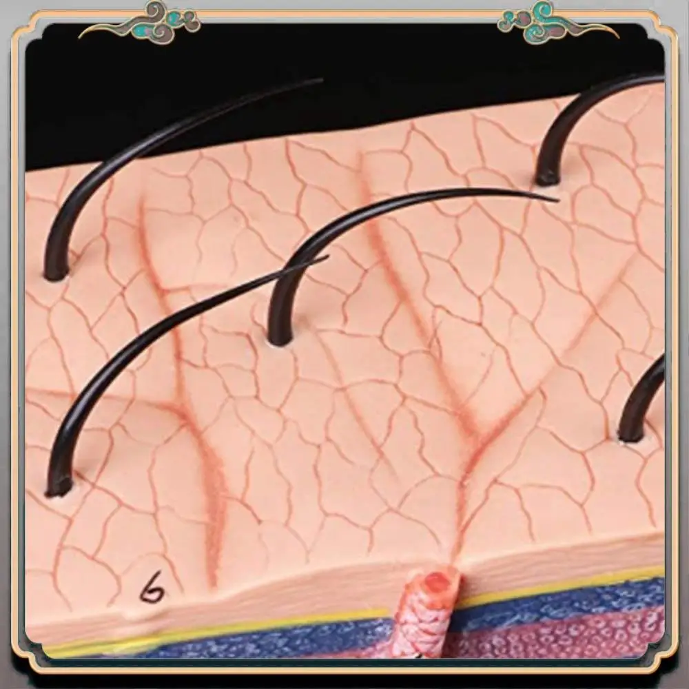 

Durable Skin Model 50X Enlarged Anatomical Skin Model Anatomy Three-Dimensional Skin Model For Classroom Study Display Teaching