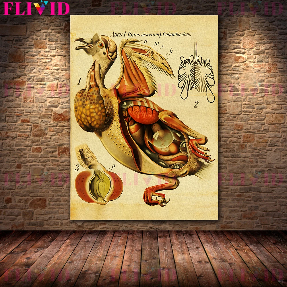 Frogs,Spiders,Pteridoptera,Turtles,Snails Animal Anatomy Art Poster Print Animal Organ Structure Wall Art Canvas Print Decor