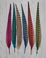 Plumas de colores!10Pcs/Lot!14-16