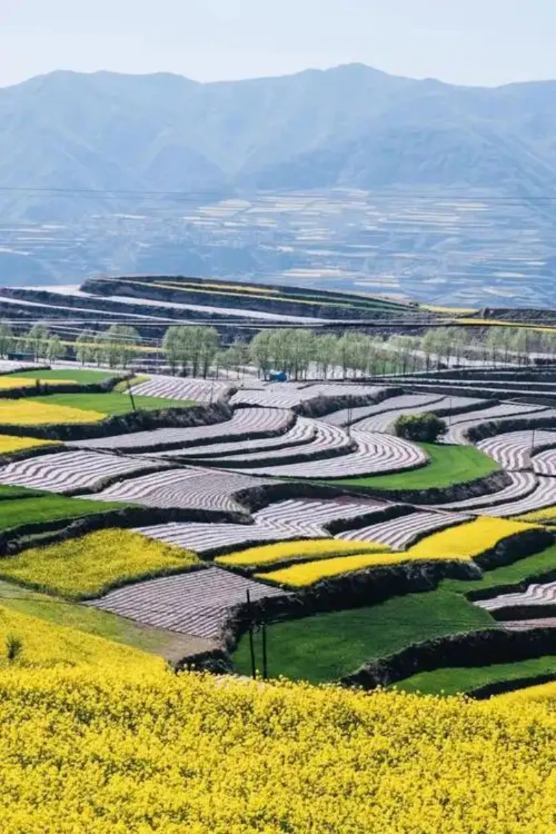 

Car Hood Decal Engine Cover Rally Line Bonnet Stripe Sticker For MINI Cooper R55 R56 R57 R58 R59 R60 R50 R52 R53 F54 F55 F56 F60