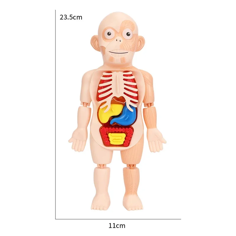 15 pçs conjunto montessori brinquedos crianças ciência educação corpo humano órgão anatomia modelo diy montado brinquedos médicos ferramentas de ensino