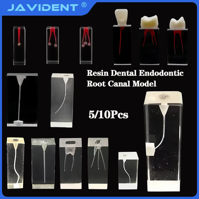 Bloque de conducto radicular Dental,modelo de diente, práctica RCT, cavidad de pulpa, resina, educación en odontología