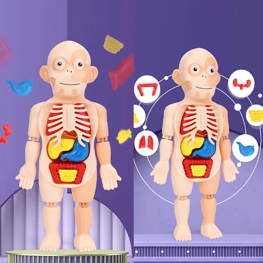 Knochen organe Skelett Modell montiert Spielzeug für Kinder Puzzle frühen Lernspiel zeug für Jungen Mädchen Kinder