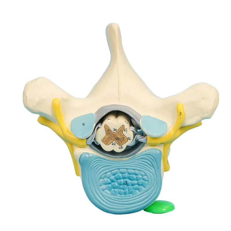 Enlarged model of thoracic spinal cord and spinal nerve
