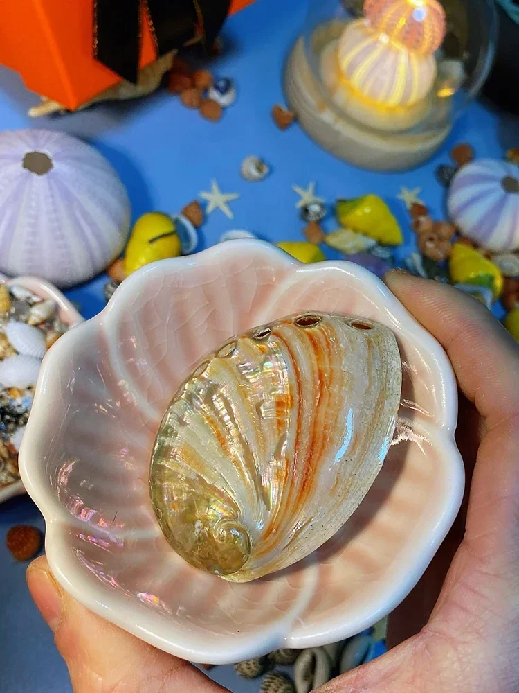 Safflower Abalone Shell about 5 Cm Natural Shell Conch