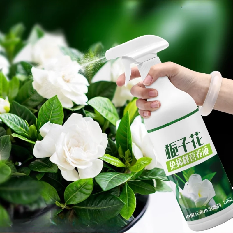 

Специальное питательное растение Gardenia без разбрызгивания, удобрение, домашние цветение, специальные зеленые растения, горшечные растения