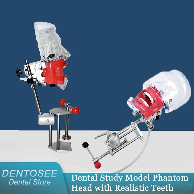 

Модель стоматологического исследования Фантомная голова с реалистичными зубами и деснами для студенческой практики, преподавания и обучения навыкам зубов