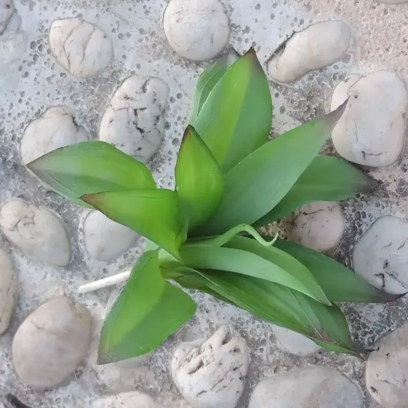 21cm Artificial Agave Plant Fake Foliage for indoor outdoor Wedding Home Party Decoration