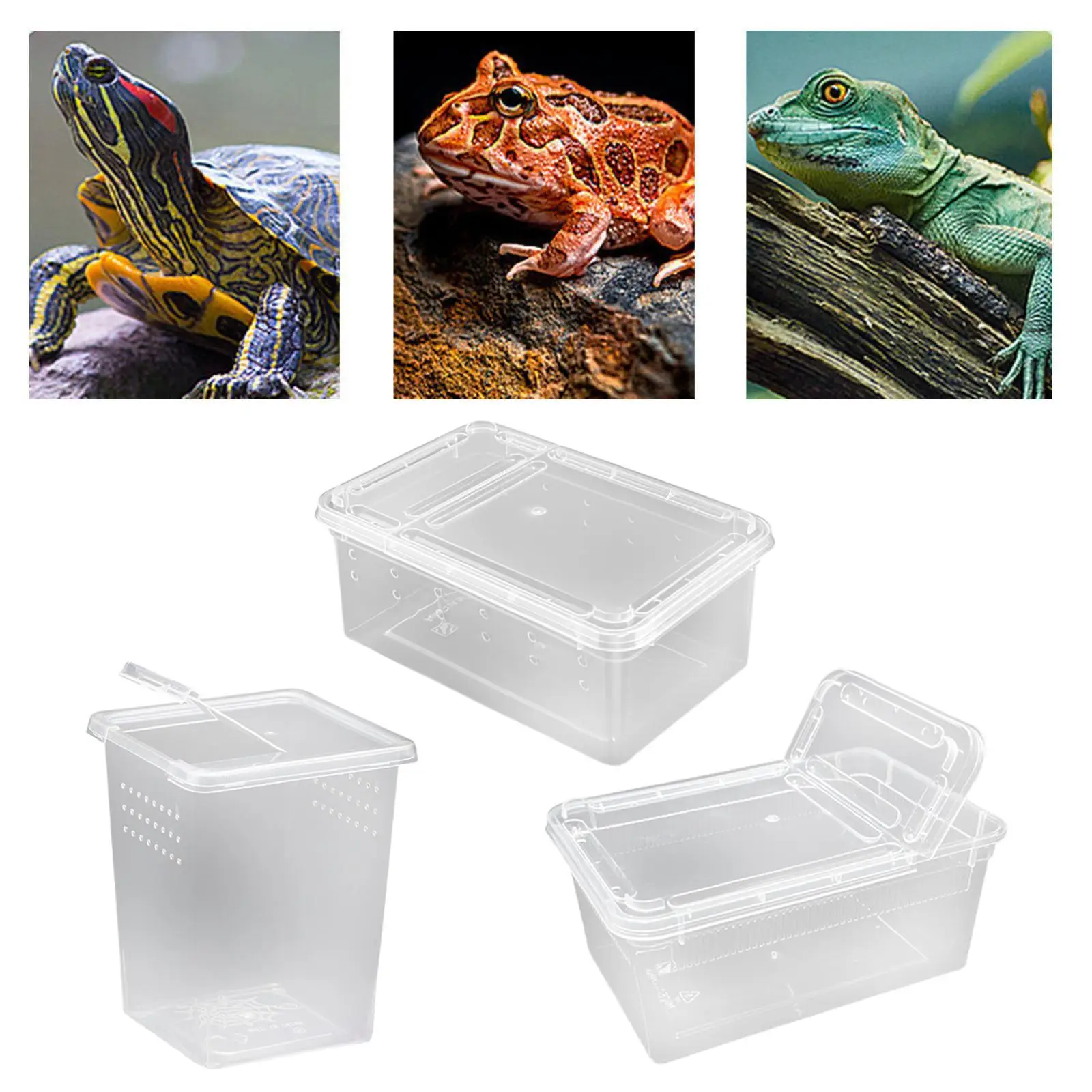 Reptile Feeding Box with Vent Holes Terrarium for Frog Tarantula Lizards