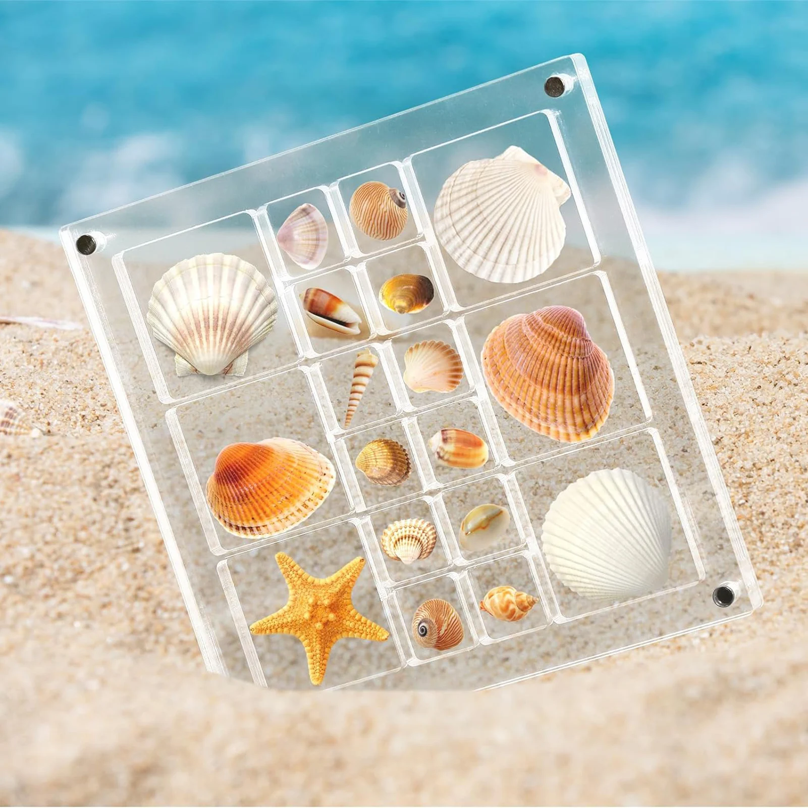 Acrylic Magnetic Seashell Display Box Seashell Storage Box Decorative Box for Seashells and Starfish