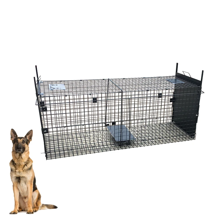 Direct Sale Large Size Folding Animal Fox Cage Traps Effective Catch Solution for Dog Pest Control