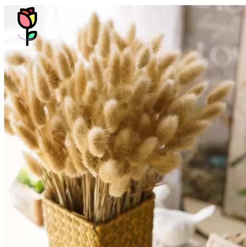 

100Pcs Dried Flowers Rabbit Bunny Tails Grass Bouquets Wedding Party Decor Natural Fluffy Pampas Lagurus Ovatus Home Decoration