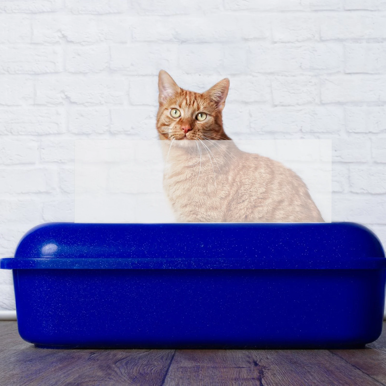 

3pcs Anti-Splash Cat Litter Shield Transparent Pee Guard For Litter Box Durable High-Sided Cover Protector Reusable Guard Open