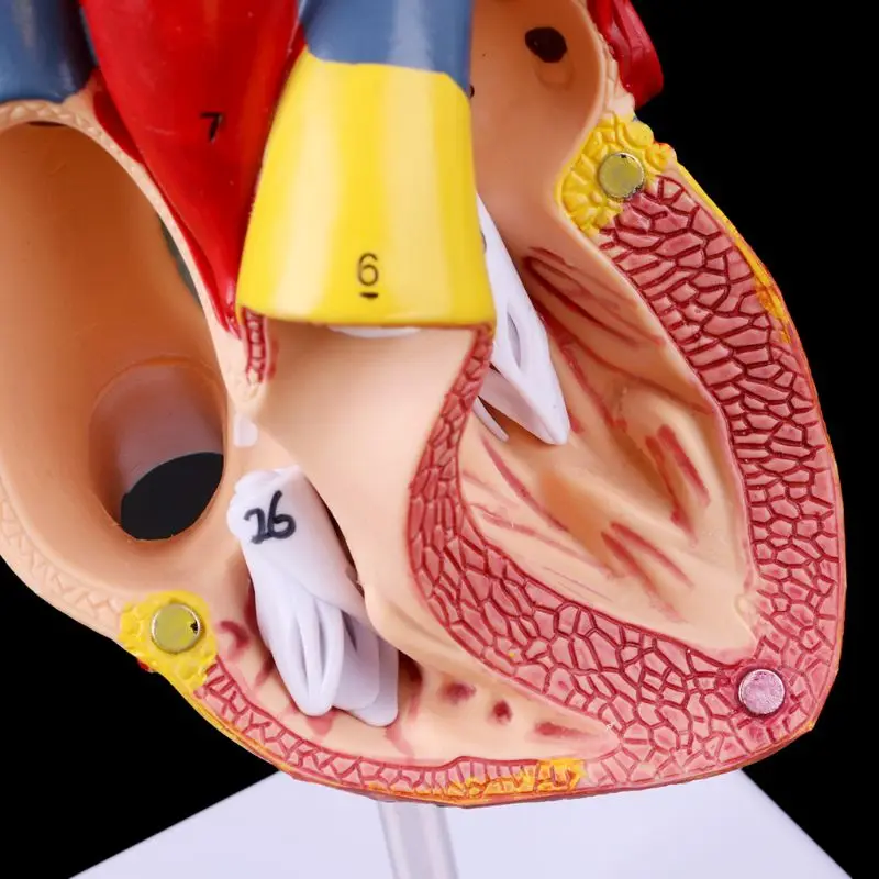 Human Heart Model, 2-Part Deluxe Life Size Human Heart Replica With 34 Anatomical Structures, Held Together With Magnets