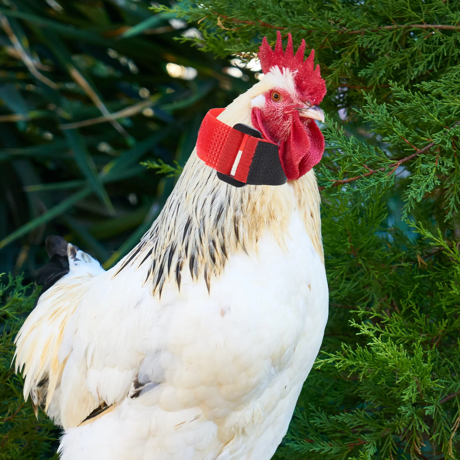 

2Pcs Anti Crow Rooster Collar Adjustable Red Neckbands Stop Crowing Replacement Chicken Neck Belts Noise-Free Rooster Collar