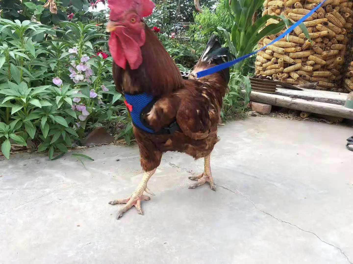 

Pet Leash Vest for Cats & Dogs Chickens& Ducks Fashionable Mesh Chest Harness Set with Bow Outdoor Walking Leash Training