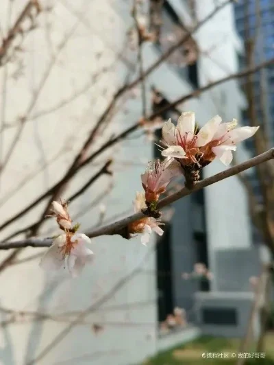 80KG RC 1/5 Servo étanche couple élevé 80Kg 8.4V engrenage métallique numérique pour Redcat HPI Baja 5B SS