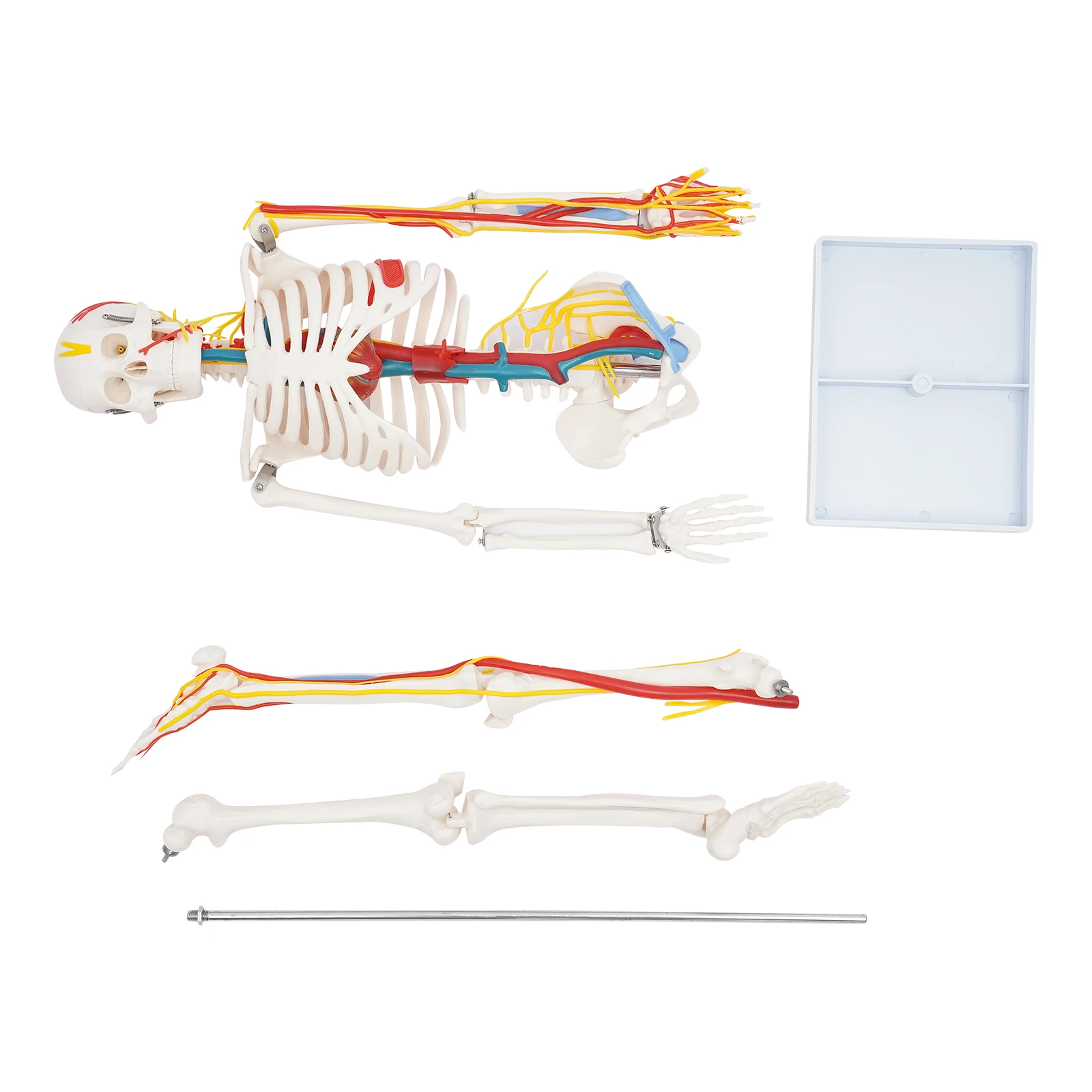 نموذج هيكل عظمي بشري 34 بوصة مع أداة تعليمية ممتازة للأوعية الدموية العصبية في مختبرات الفصول الدراسية الطبية